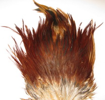 Indian saddle brown Wapsi